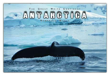 Antarctica Postcard - Humpback Whale