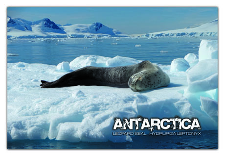 Antarctica Postcard - Leopard Seal